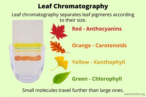 Chromatography With Leaves