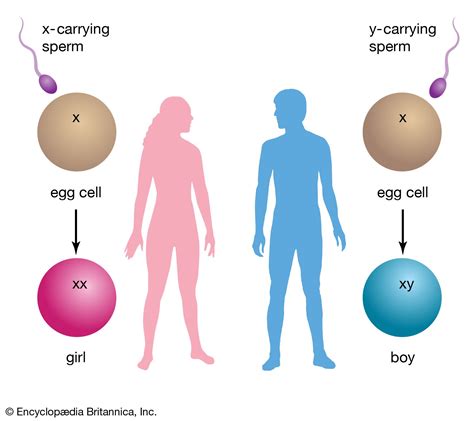 chromosomes male and female
