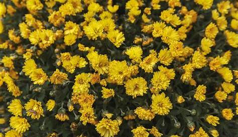Photo of spices and herbs: Chrysanthemum indicum - GlobinMed
