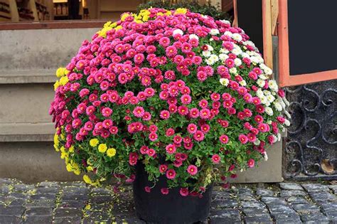 Chrysanthemum Container Care
