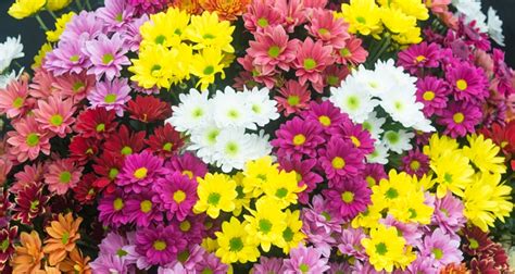 Chrysanthemum Different Colors