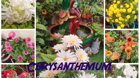 Chrysanthemum Rebloom