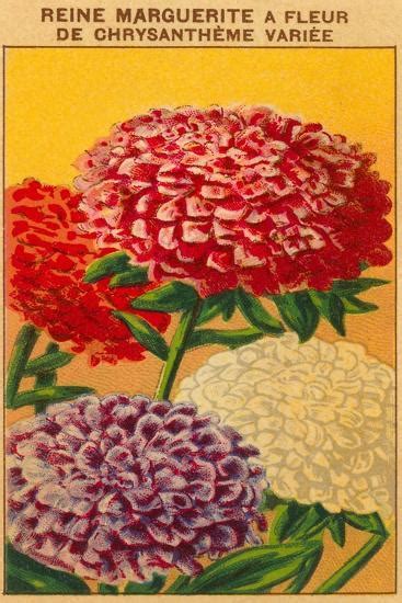 Chrysanthemum Seed Packets
