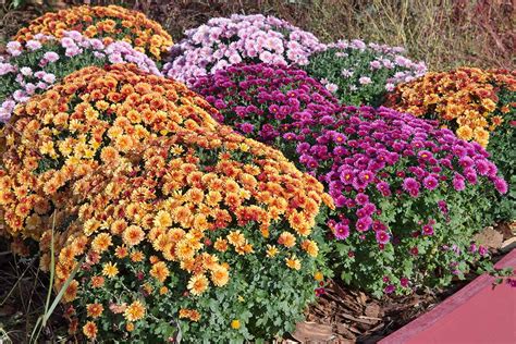 Chrysanthemums Garden