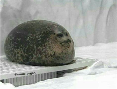 chubby blob seal meme