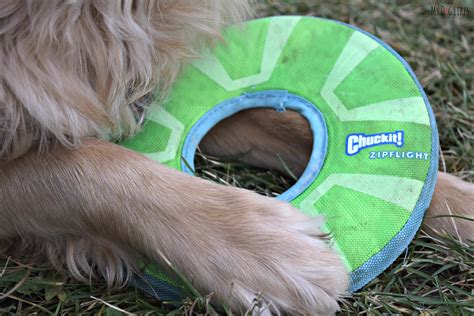 chuckit frisbee for dogs