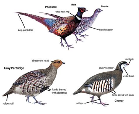 Learn 8 Details chukar vs grouse essential game bird differences