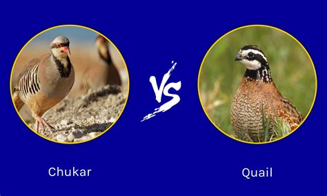 Discover 5 Insights chukar vs quail Game Bird Facts