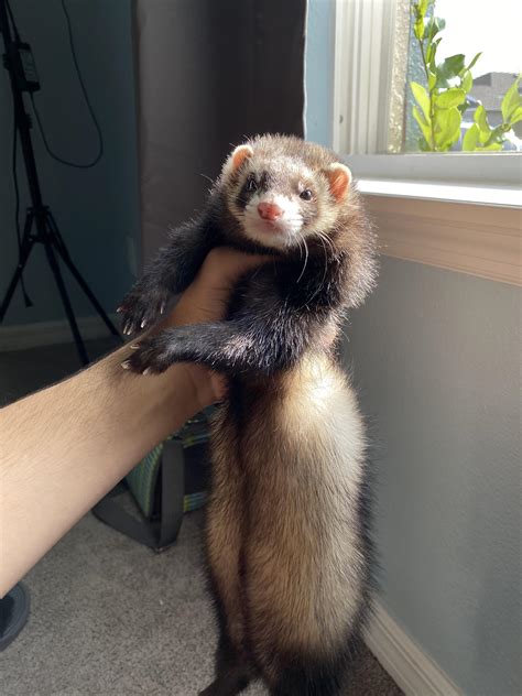 Chutney Ferret