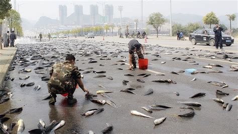 chuva de peixe no brasil