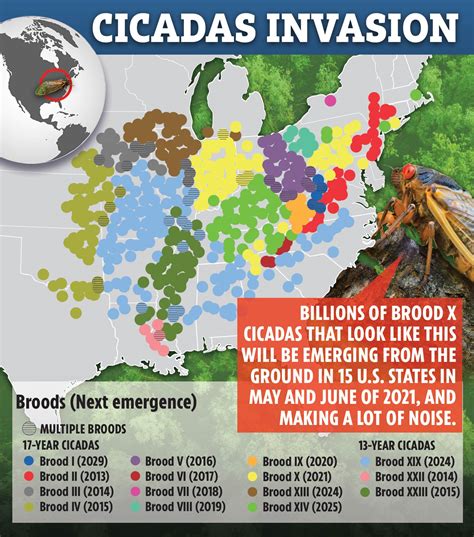 cicada brood map 2023