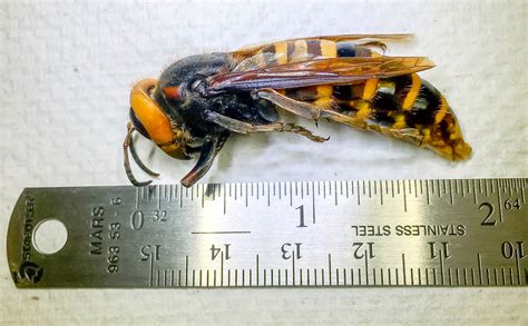 cicada killer wasp location