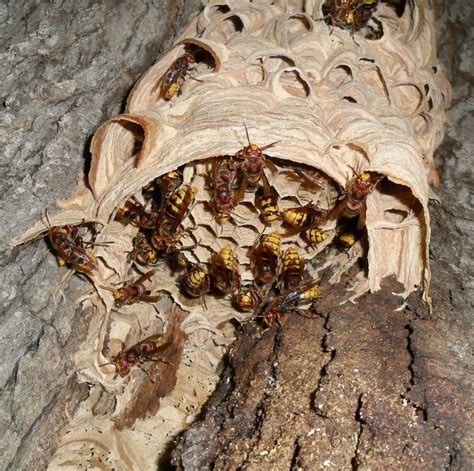 cicada killer wasp nest