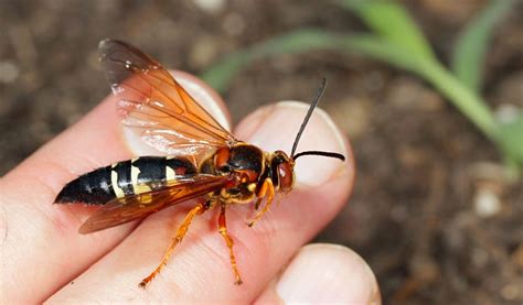 cicada killer wasp nest images