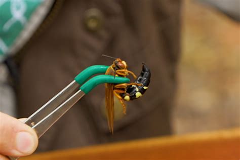 cicada killer wasp sting humans