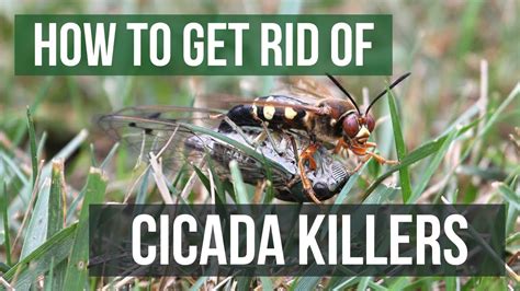 cicada killer wasps how to get rid of them