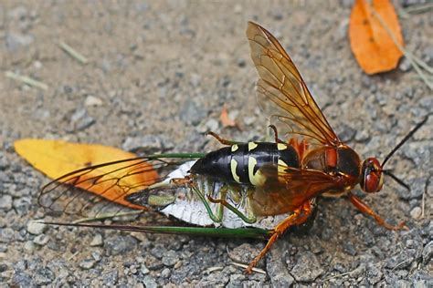 cicada killer wasps photo