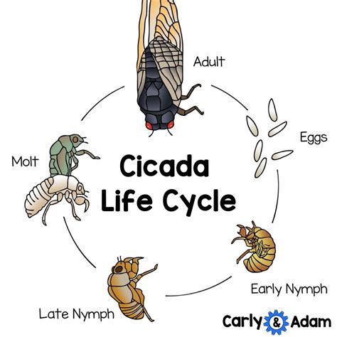 Cicada Life Cycle
