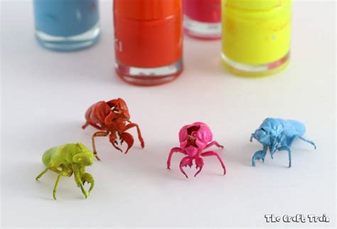 cicada shell craft