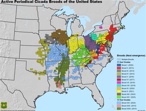 cicadas 2024 map