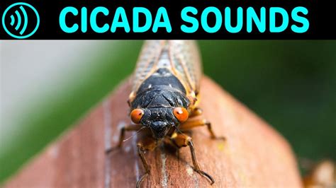 cicadas bugs noise