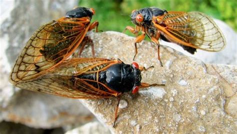 Cicadas Cape Cod: Unveiling Nature's Summer Phenomenon
