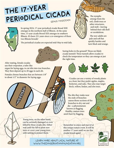 Cicadas Conservation Efforts