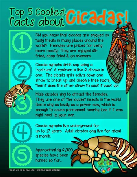 cicadas facts for kids