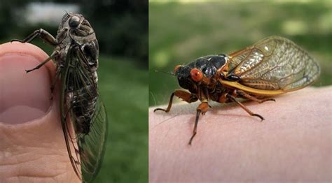 cicadas in lake geneva wisconsin may 2024