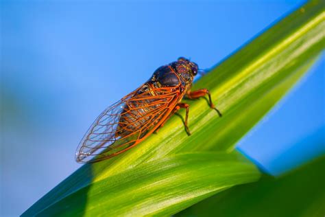 cicadas in ohio 2024