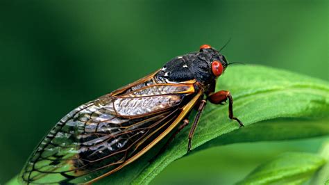 cicadas in south carolina county