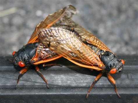 Cicadas mating
