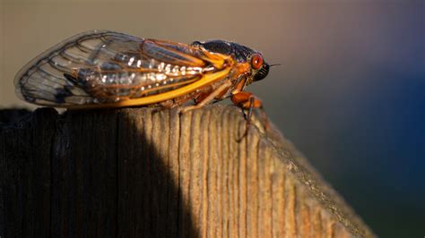 Cicadas Threats