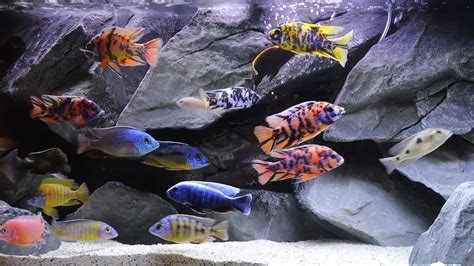 cichlids african