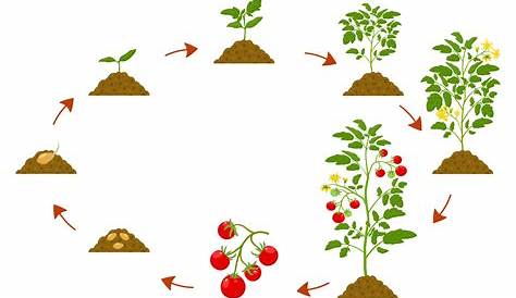 Premium Vector | Tomato plant growth stages from seed to ripening red