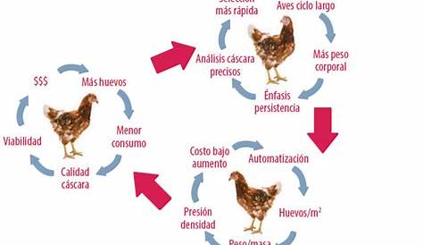 Introducir 95+ imagen ciclo de alimentacion de pollos de engorde