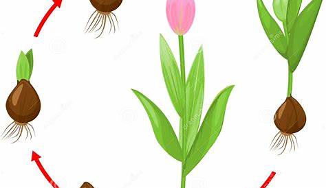 Life Cycle of Tulip Plant. Stages of Growth from Bulb To Adult