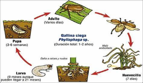Gallina ciega (Phyllophaga spp)