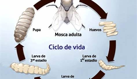 Ilustración vector ciclo de vida mosca doméstica | Vector Premium