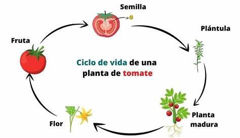 Development cycle of tomatoes. Botanical illustration of cultivation