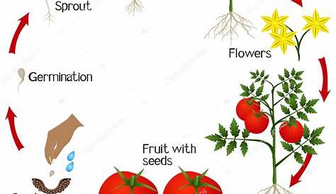 Ciclo De Vida De Uma Planta De Tomate Em Um Fundo Branco Ilustração do