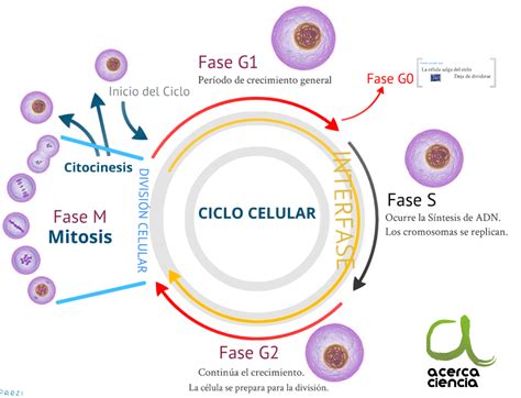 ciclo celular cromatidas