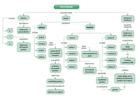 Clase 10 Ciclo Celular (Mitosis y Meiósis)