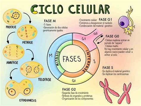 ciclo celular dibujo