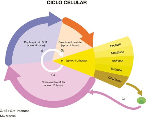 ciclo celular esquema