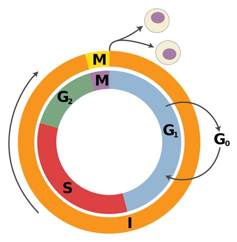 ciclo celular g0 g1 s g2 y m