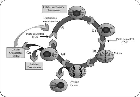 ciclo celular go