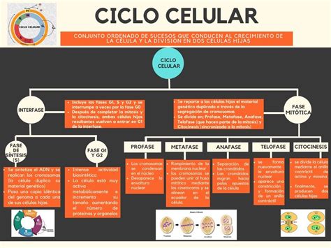 Ciclo celular » Blog de Biología