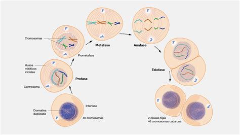 ciclo celular mitosis