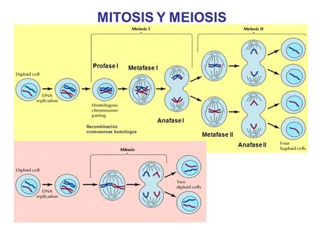 ciclo celular mitosis y meiosis